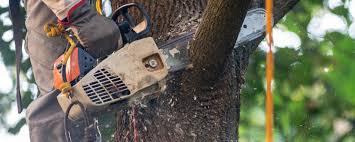 Best Lawn Maintenance Plans  in Flanders, NY