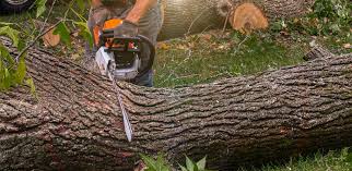 Best Tree Health Inspection  in Flanders, NY