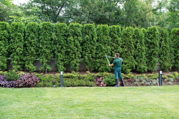 Best Palm Tree Trimming  in Flanders, NY